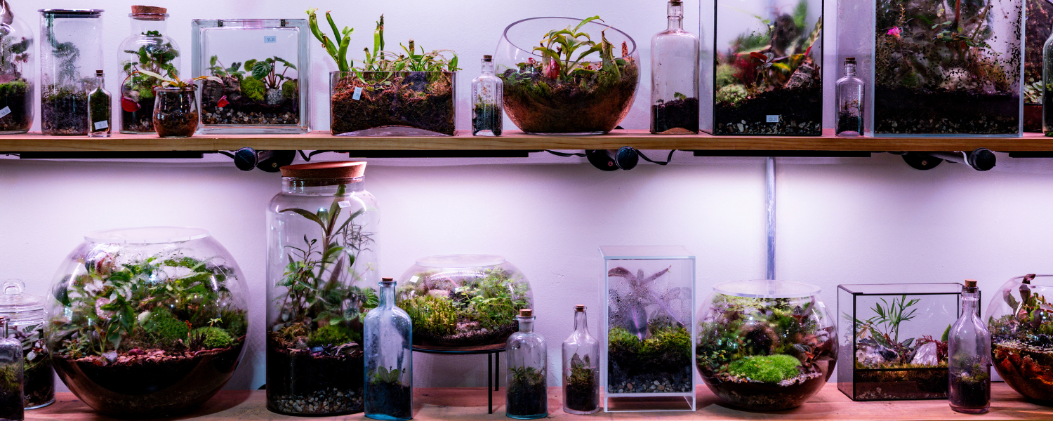 Terrarium, Photo Credit: Capshore Photography