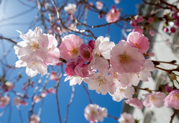 Flowers; Photo Credit: Serena Folding Photography